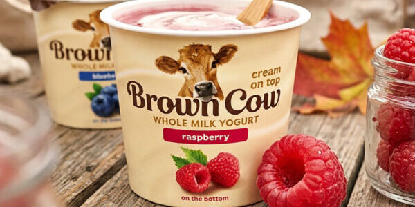 BrownCowFeature1-600x323